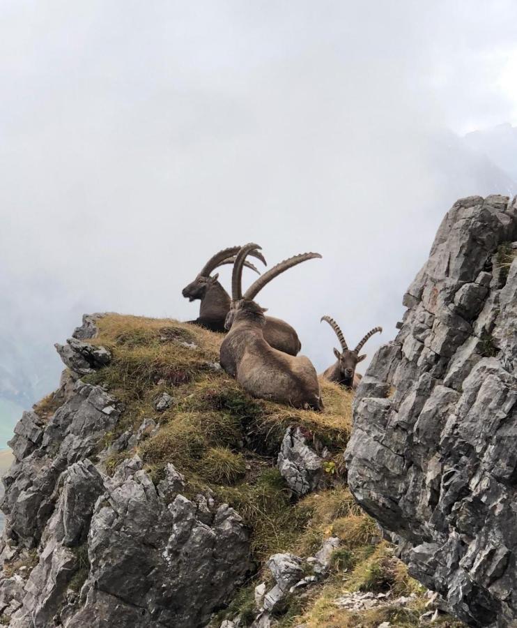 Haus Walch Bed & Breakfast Elbigenalp Dış mekan fotoğraf